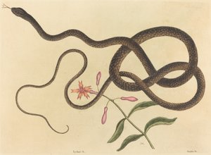 O flagelo de Cobra-chicote de Cobra, publicado 1731-1743. de Mark Catesby
