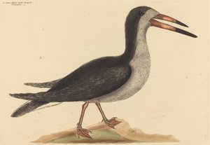 The Cutwater Rhynchops nigra, publicado em 1731-1743. de Mark Catesby