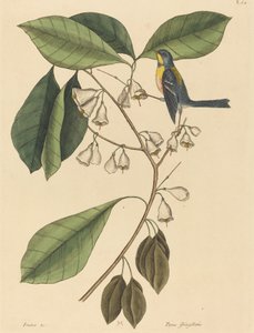 A trepadeira do passarinho (Parus americanus) de Mark Catesby