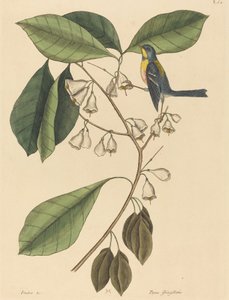 The Finch Creeper Parus americanus, publicado em 1731-1743. de Mark Catesby