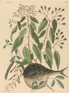 The Globe Fish Tetrodon lagocephalus, publicado em 1731-1743. de Mark Catesby
