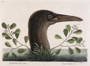 O grande atobá (An Thymelaea foliis obtusis, Anseri Bassano  c.) de Mark Catesby