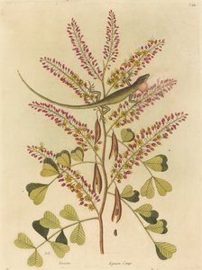 O Lagarto Verde da Jamaica (Lacerta bullaris) de Mark Catesby