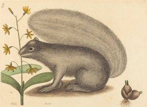 O Esquilo Raposa Cinzenta (Sciurus cinereus) de Mark Catesby