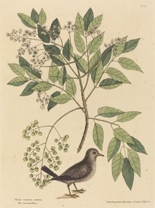 A pomba do chão (Columba passerina) de Mark Catesby