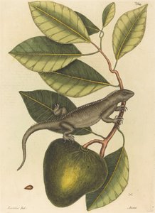 O Guana (Lagarto Iguana)