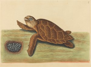 The Hawks-bill Turtle Testudo caretta, publicado em 1731-1743. de Mark Catesby