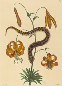 A cobra nariz de porco (Boa contortrix) de Mark Catesby