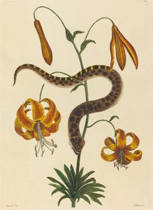 A cobra nariz de porco (Boa contortrix)