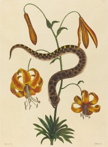 The Hog-nose Snake Boa contortrix, publicado em 1731-1743. de Mark Catesby
