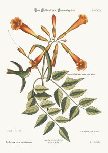 O colibri, 1749-73 de Mark Catesby