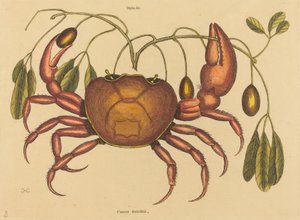 The Land-crab Cancer ruricola, publicado em 1731-1743. de Mark Catesby