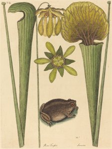 O Sapo da Terra (Rana) de Mark Catesby
