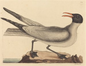 A Gaivota Rindo (Larus articilla) de Mark Catesby