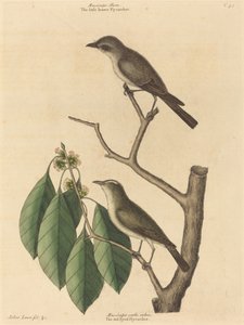 O pequeno papa-moscas marrom de Mark Catesby