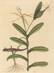 O Lyon Lizard (Lacerta 6-lineata) de Mark Catesby