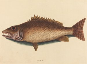 O pargo do mangue (Labrus griseus) de Mark Catesby