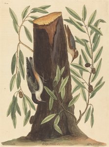 O Nuthatch Sitta Europaea, publicado em 1754. de Mark Catesby