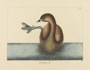 O Dobchick-de-bico-vermelho (Colymbus podiceps) de Mark Catesby