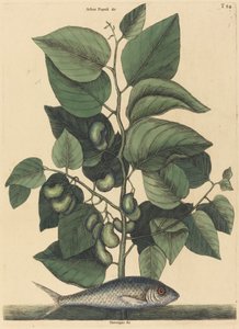 The Pilchard Argentina carolina, publicado em 1731-1743. de Mark Catesby