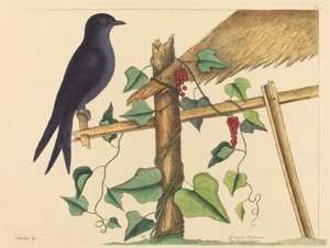 O Martin roxo (Hirundo purpurea) de Mark Catesby