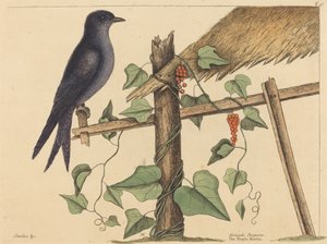 O Martin Roxo (Martin Roxo) de Mark Catesby