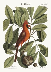 O Pássaro Vermelho, 1749-73 de Mark Catesby