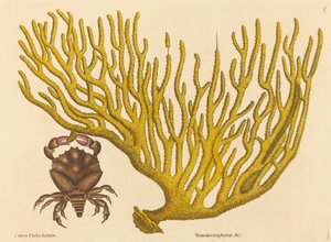 Caranguejo com garras vermelhas (Cancer erythropus) de Mark Catesby