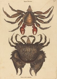 O caranguejo vermelho mosqueado (Cancer grapsus) de Mark Catesby