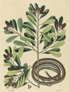 A Serpente de Fita (Coluber saurita) de Mark Catesby