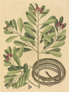 The Ribbon Snake Coluber saurita, publicado em 1731-1743. de Mark Catesby