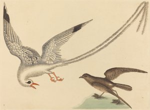A Emberiza oryzivora de arroz, publicado em 1731-1743. de Mark Catesby