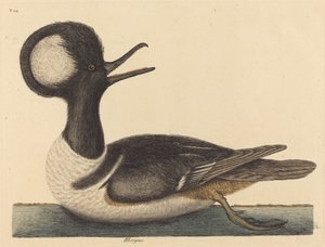 O pato com crista redonda Mergus cucullatus, publicado 1731-1743. de Mark Catesby