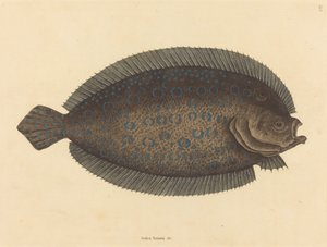 O único Pleuronectes lunatus, publicado 1731-1743. de Mark Catesby
