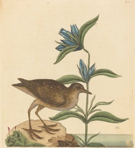 The Soree Rallus Virginianus, publicado em 1731-1743. de Mark Catesby