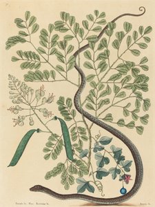 The Spotted Ribbon Snake Coluber nebulosus, publicado 1731-1743. de Mark Catesby