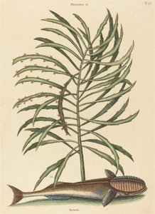 The Sucking Fish Echeneis naucratis, publicado em 1731-1743. de Mark Catesby