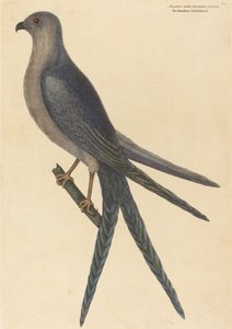 O Swallow Tail Hawk Falco furcatus, publicado em 1754. de Mark Catesby