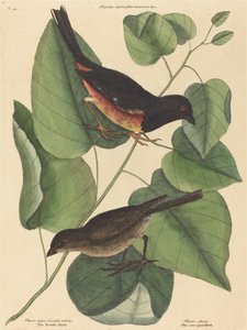 O Towhe Bird Fringilla erythrophthalma, publicado em 1754. de Mark Catesby