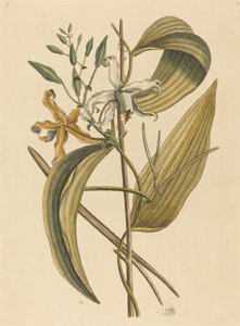 The Vanelloe Epidendrum Vanilla, publicado em 1731-1743. de Mark Catesby