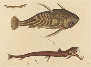 A boca da víbora (Silurus cataphractus) de Mark Catesby