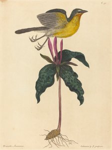 The Yellow-breasted Chat, publicado em 1754. de Mark Catesby