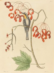 A trepadeira de garganta amarela de Mark Catesby