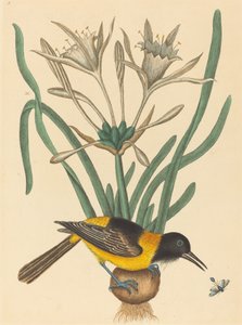 A torta amarela e preta (Oriolus Icterus) de Mark Catesby