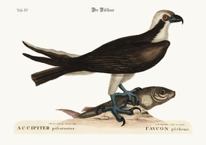 O falcão de pesca, 1749-73 de Mark Catesby