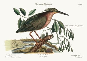 O pequeno Ataque, 1749-73 de Mark Catesby