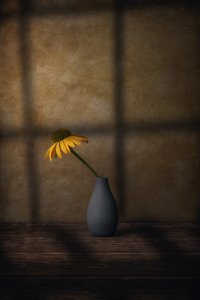 Sombra da Flor Amarela