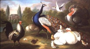 Um Pavão, Turquia, Hen, Cockerel e Dove à beira de um rio
