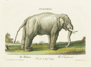 Elefante asiático acorrentado de Martin Elias Ridinger