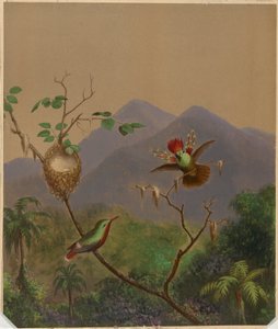 Beija-flores brasileiros III de Martin Johnson Heade